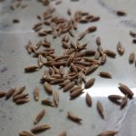 cumin