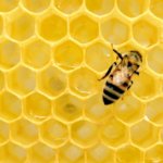 honeycone